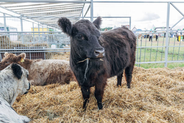 istock Galloway cattle breed for meat production 2205818622