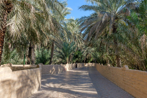 quiet path in oasis Al Ain, UAE, surrounded by tall palm trees and green fronds. Sunlight filters through palms, casting soft shadows. Peaceful spot in the oasis. Popular tourist destination in UAE