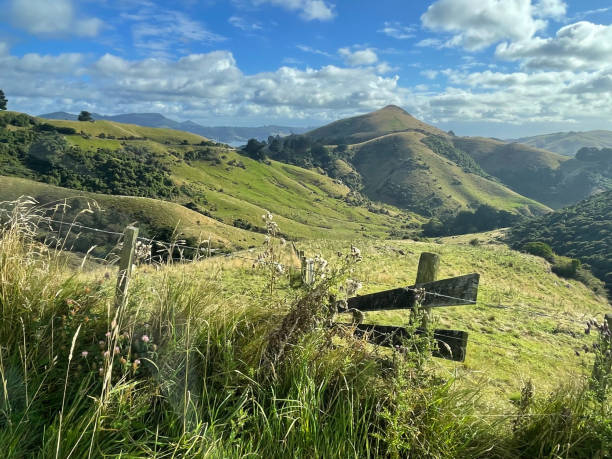 istock Dunedin, New Zealand 2205820306