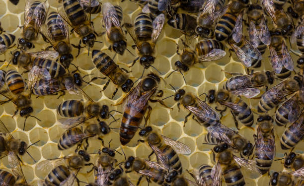 istock The young queen bee moves on honeycombs. 2205820509
