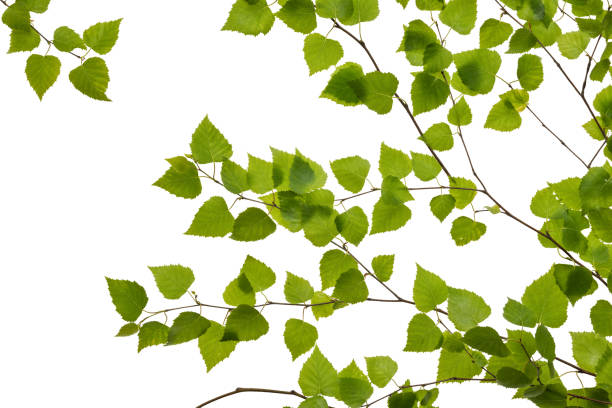 istock Birch twigs with green leaves isolated on a white background. 2205821662