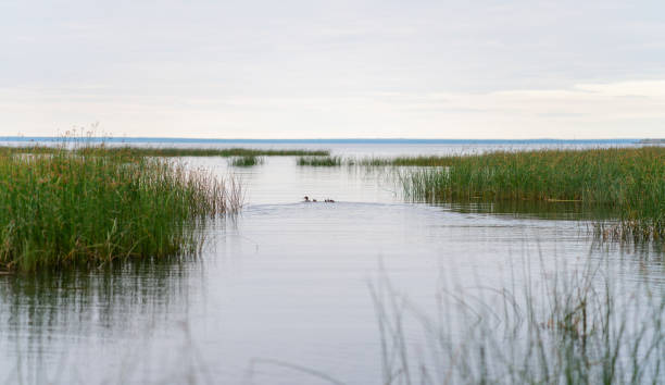 Landscape of the North Sea, shallow coastal waters partially covered with green grass. A duck with young ducklings swims in a blue bay to hide in salt marsh grass. Serene view from shore, horizon.
