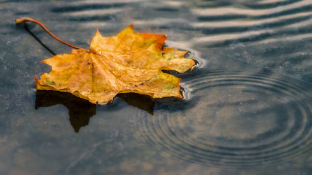 istock autumn background yellow maple leaf in gray water puddles outdoors closeup 2205822037