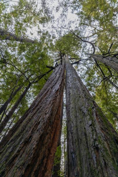istock Towering Redwood Trees in a Forest 2205822779