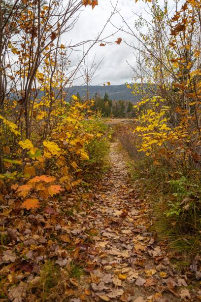 istock Autumn Trail with Vibrant Foliage 2205822816