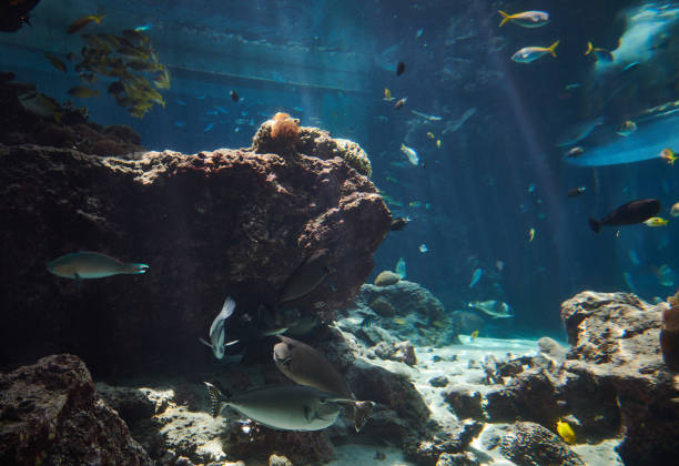 Ocean creatures in water tank