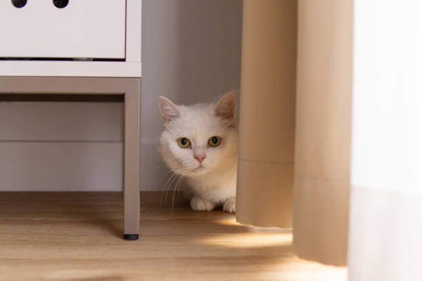 istock A white domestic cat peeks out from behind furniture with a curious and cautious expression. 2205824148