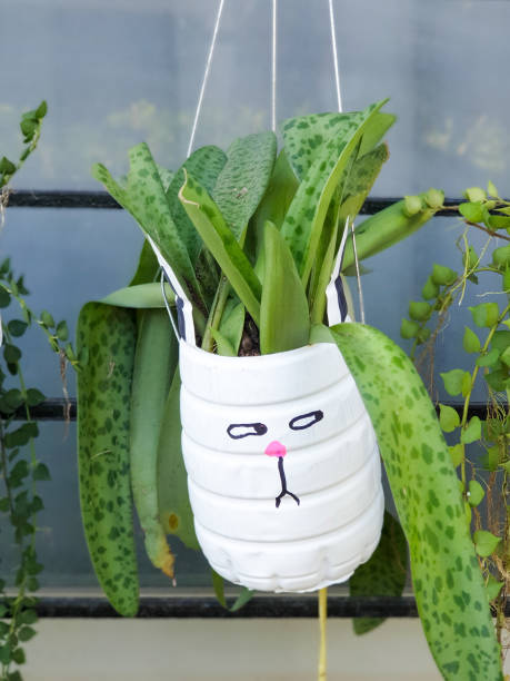 istock plant pots made from reused water bottles 2205824611