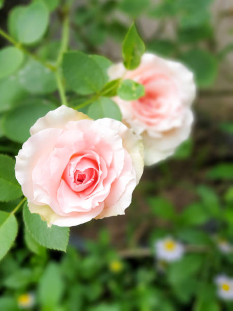 Blooming pink roses on summer branches in garden