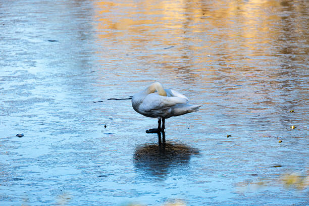 White mute swan in a lake