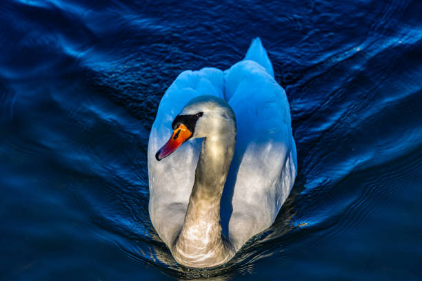 White mute swan in a lake