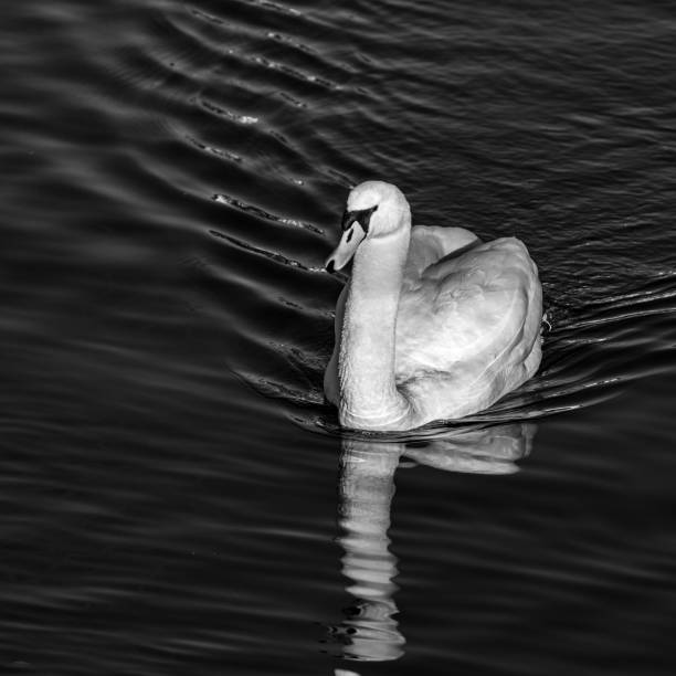 istock White mute swan in a lake 2205824965