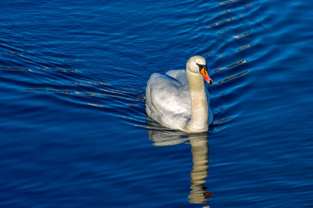 Mute swan curled up its wings and raising a webbed foot in busking display in Lake Erie in Long Point Provincial Park, Ontario