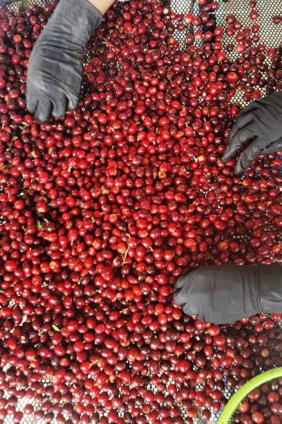 istock close up of fresh coffee beans 2205825078