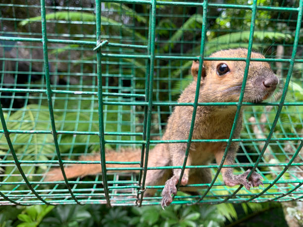 istock Life of a squirrel in a zoo enclosure 2205825336