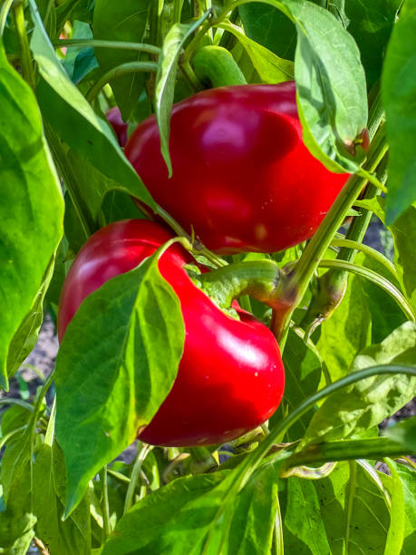 istock Ripe Red Bell Peppers Growing on a Plant 2205826081