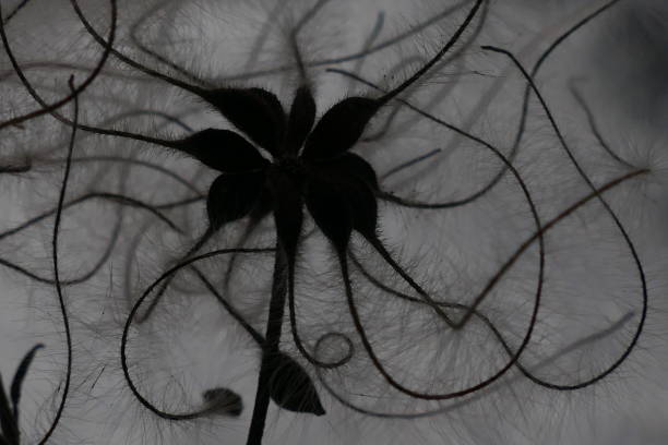 Clematis flowers growing in the wild