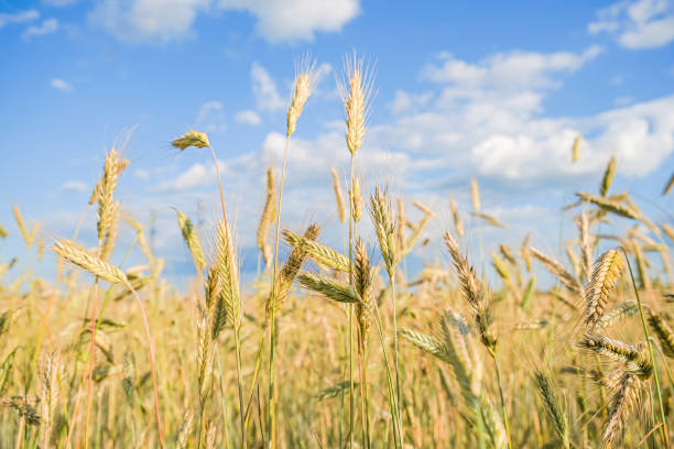 istock Golden Wheat Field Swaying Under a Blue Sky. 2205827895