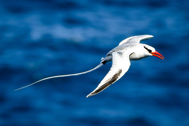 Free picture: nature, tropic bird, wildlife, beak, animal, feather ...