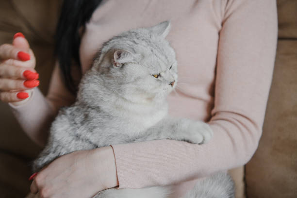 istock A woman holds a gray cat on her lap 2205829519