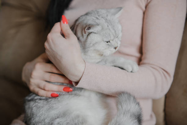 istock A woman holds a gray cat on her lap 2205829534