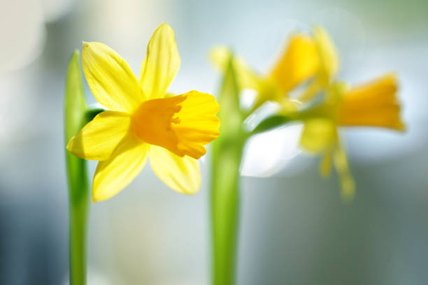 Yellow daffodil flowers (Narcissus) in front of a blurred green blue background, Easter or spring greeting from nature, copy space, selected soft focus, narrow depth of field
