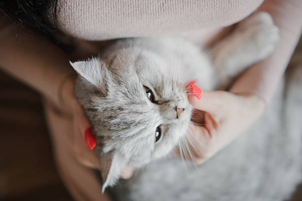 A woman gently hugs a beautiful Scottish cat. The girl is stroking the cat's fur with her fingers. The Scottish Shorthair cat leans into her touch.