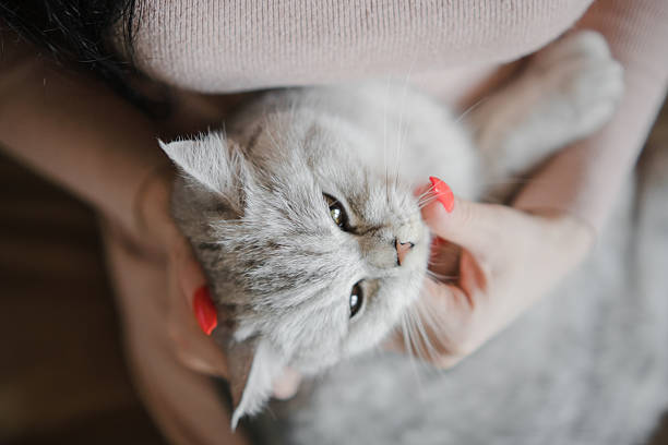 istock A woman gently hugs a beautiful Scottish cat 2205829865