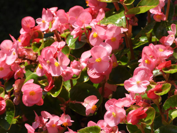 istock colorful blooming begonias in the pot 2205830020