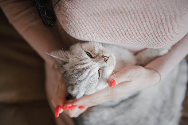istock The cat closes its eyes in a relaxed manner. 2205830038