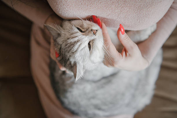 istock The cat is pressing his face against the woman's hand 2205830120