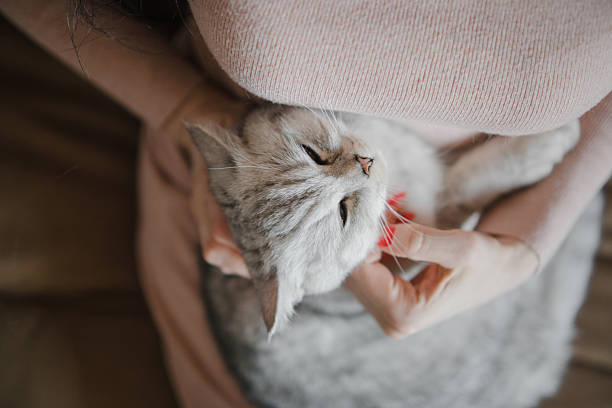 istock The cat is pressing his face against the woman's hand 2205830121