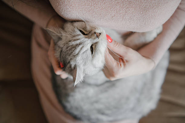 istock The cat is pressing his face against the woman's hand 2205830182