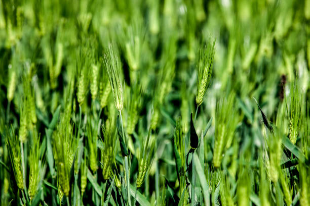 istock barley in the farm 2205831244