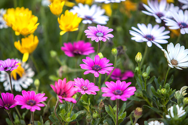 istock various aster flowers in the garden 2205831281