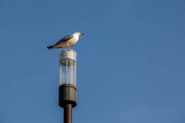 wildlife in the city