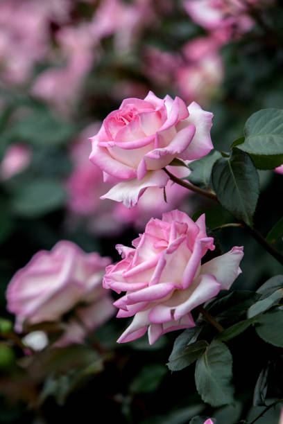 istock pink roses in the garden 2205831398