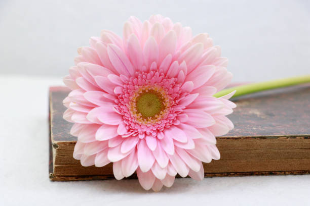 flowers with and without booksand a stress-free atmosphere