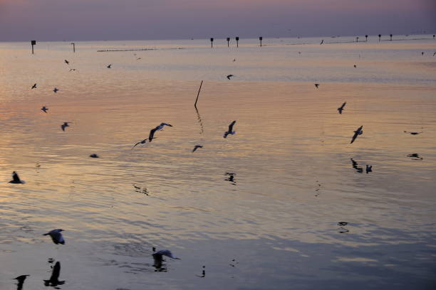 Birds soar gracefully over the shimmering ocean, silhouetted against a breathtaking sunset, as waves glisten in the warm golden light.