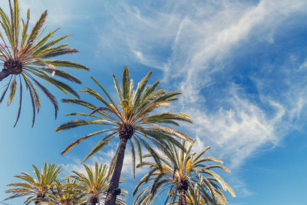 istock Tall, vibrant palm trees reaching towards a clear blue sunny sky 2205833469