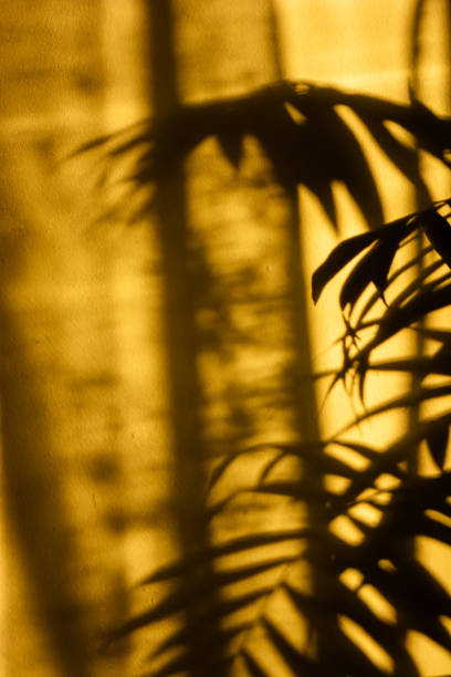 istock Shadow of a plant during sunny day indoors 2205834189