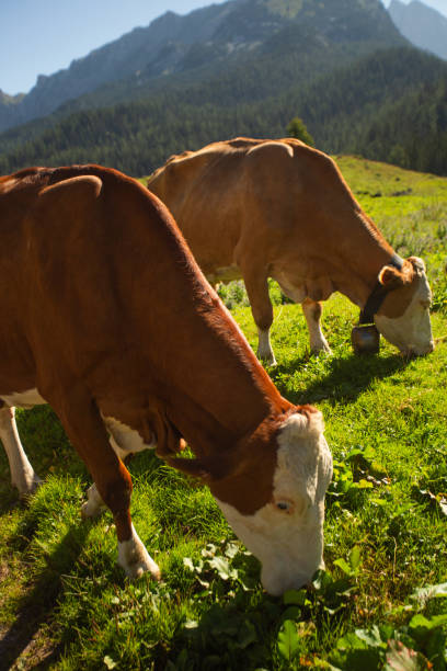 istock Alpine Cows Grazing on a High Mountain Pasture in the Austrian Alps 2205835598