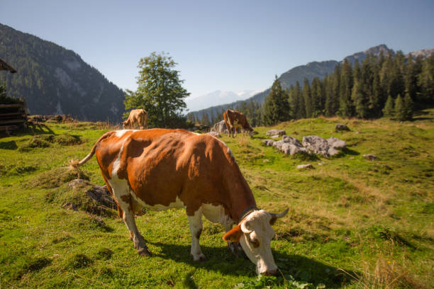istock Alpine Cows Grazing on a High Mountain Pasture in the Austrian Alps 2205835729