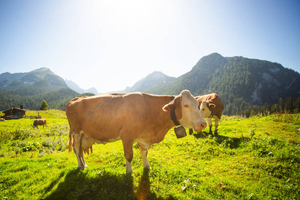 Alpine cows grazing on a lush pasture in the Austrian Alps. Green meadows, rugged peaks, and a peaceful rural setting create a perfect scene for agriculture, dairy farming, and eco-tourism