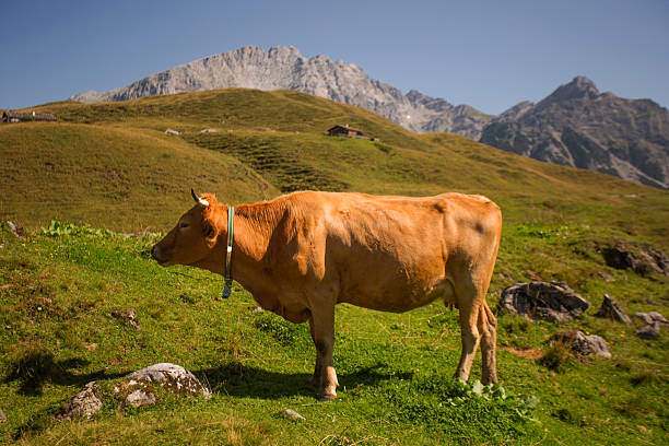 Milk cow on meadow in the Swiss Alps above mountain village of Airolo on a sunny late summer day. Photo taken September 10th, 2023, Airolo, Canton Ticino, Switzerland.