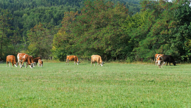 istock Cows grazing on a green grass meadow 2205835952