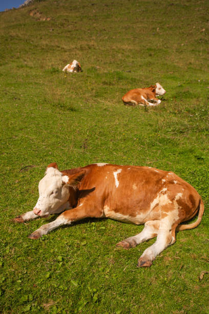 istock Alpine Cows Grazing on a High Mountain Pasture in the Austrian Alps 2205835959