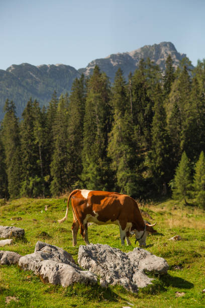 istock Alpine Cows Grazing on a High Mountain Pasture in the Austrian Alps 2205836062