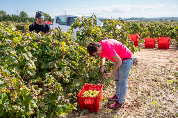 istock Winemakers harvesting ripe grapes, carefully transferring bunches into red crates amid vineyards of Penedès, Catalonia, Spain 2205836190