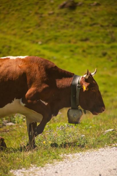 Alpine cows grazing on a lush pasture in the Austrian Alps. Green meadows, rugged peaks, and a peaceful rural setting create a perfect scene for agriculture, dairy farming, and eco-tourism